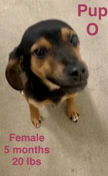 Mixed Breed Dogs Available for Adoption - Pup O | PetCurious