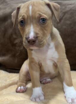 American Staffordshire Terrier Dogs Available for Adoption - Lois | PetCurious