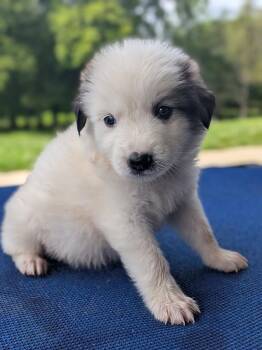 Rosalina -  Great Pyrenees Dog for Adoption in Spring Hill, Tennessee - Rosalina | PetCurious