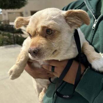 Pomeranian and Chihuahua Dogs Available for Adoption in Chino Hills, California - Tubby- City Of Industry Location | PetCurious