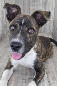 Scrappy Doo -  Terrier and Mixed Breed Dog Available for Adoption in Shreveport, Louisiana - Scrappy Doo | PetCurious