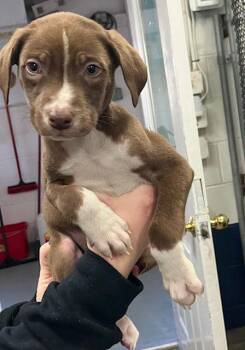 Labrador Retriever Dogs Available for Adoption - Apple 10 Weeks  Ava 1/28 | PetCurious