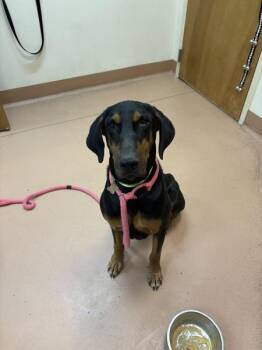 Tommy -  Doberman Pinscher Dog for Adoption in Kennewick, Washington - Tommy | PetCurious