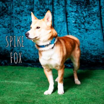 Shiba Inu and Corgi Dogs Available for Adoption - Spike Fox | PetCurious