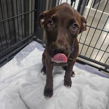 Banshee -  Chocolate Labrador Retriever and Mixed Breed Dog for Adoption in Midland, Texas - Banshee | PetCurious