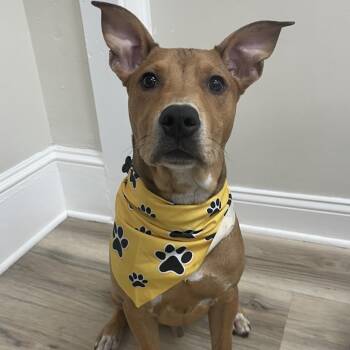 Pit Bull Terrier Dogs Available for Adoption in Johnson City, Tennessee - Scooter | PetCurious