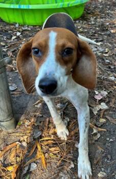 Rescue Beagle and Mixed Breed Dogs for Adoption in Morton Grove, Illinois - Monica | PetCurious