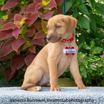 Ms Scarlett -  Retriever Dog for Adoption in Wake Forest, North Carolina - Ms Scarlett | PetCurious