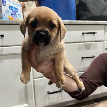 Thumper -  Mixed Breed Dog for Adoption in Hughesville, Maryland - Thumper | PetCurious