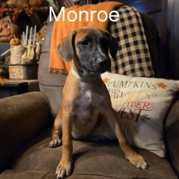 Monroe #9 -  Boxer and Black Mouth Cur Dog for Adoption in Bartlett, Tennessee - Monroe #9 | PetCurious
