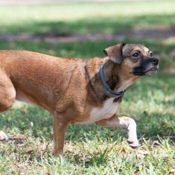 Emma -  Chihuahua and Jack Russell Terrier Dog for Adoption in Portland, Oregon - Emma | PetCurious