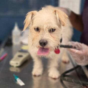 Rascal -  Mixed Breed Dog for Adoption in Newark, New Jersey - Rascal | PetCurious