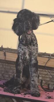 Bishop DD -  Standard Poodle Dog for Adoption in Columbia, Tennessee - Bishop DD | PetCurious