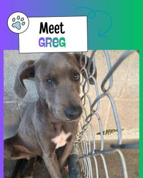 Greg -  Labrador Retriever Dog for Adoption in Sulphur, Kentucky - Greg | PetCurious