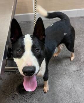 Rescue Mixed Breed Dogs for Adoption in Honolulu, Hawaii - 59714170 | PetCurious