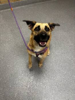 Melania -  German Shepherd Dog and Mixed Breed Dog for Adoption in Greenfield, Indiana - Melania | PetCurious