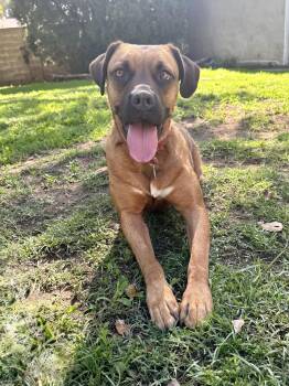 Rescue Dogue De Bordeaux and Pit Bull Terrier Dogs for Adoption in Los Gatos, California - Missy | PetCurious