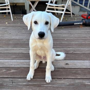 Rescue Labrador Retriever Dogs for Adoption in Minneapolis, Minnesota - Casper | PetCurious