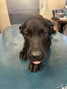 Labrador Retriever Dogs Available for Adoption - BETH | PetCurious