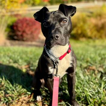 Rescue Pit Bull Terrier Dogs for Adoption in Dayton, Ohio - Caper | PetCurious