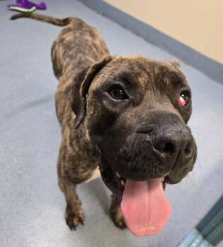 Mastiff Dogs Available for Adoption in Suffolk, Virginia - Coco | PetCurious