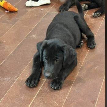 Astella -  Retriever Dog for Adoption in Raeford, North Carolina - Astella | PetCurious