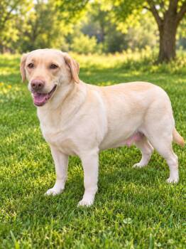 Livvy -  Labrador Retriever Dog for Adoption - Livvy | PetCurious