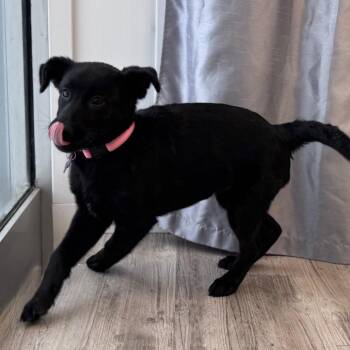 Border Collie and Black Labrador Retriever Dogs Available for Adoption - Salina | PetCurious