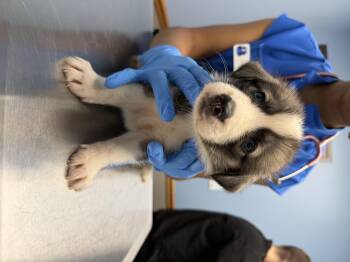 Bibble HTX -  Great Pyrenees Dog for Adoption in Quinlan, Texas - Bibble HTX | PetCurious