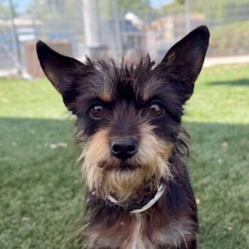 Suzuka -  Terrier Dog for Adoption in Walnut Creek, California - Suzuka | PetCurious