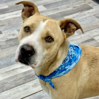 Maxwell -  Black Mouth Cur and Mixed Breed Dog for Adoption in Houston, Texas - Maxwell | PetCurious