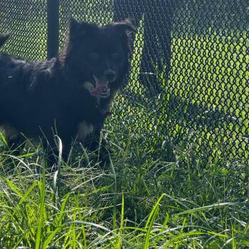 Royal Blue -  Australian Shepherd and Pit Bull Terrier Dog for Adoption in York, Pennsylvania - Royal Blue | PetCurious