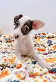 George -  Rat Terrier Dog for Adoption in Covington, Louisiana - George | PetCurious