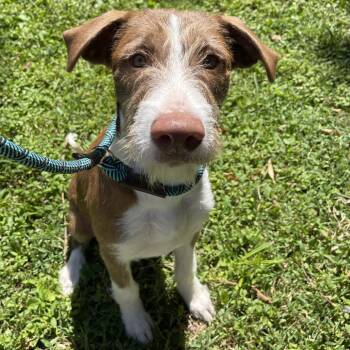 Riley -  Mixed Breed Dog for Adoption in Saint Charles, Missouri - Riley | PetCurious
