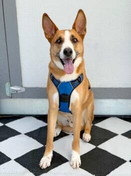 Basenji and Carolina Dog Dogs Available for Adoption in Savage, Minnesota - Monroe | PetCurious