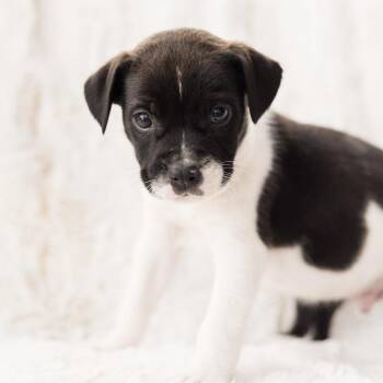 Terrier and Mixed Breed Dogs Available for Adoption in Shakopee, Minnesota - Neptune | PetCurious