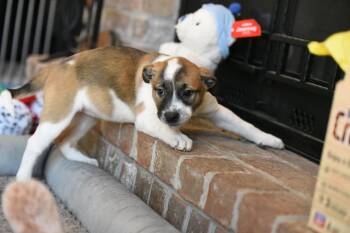 Pit Bull Terrier Dogs Available for Adoption - Isla | PetCurious