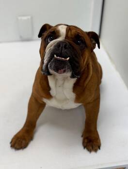 English Bulldog Dogs Available for Adoption in Great Bend, Kansas - Kayne | PetCurious