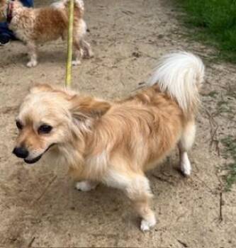 Mr Straight -  Mixed Breed Dog Available for Adoption in Morristown, New Jersey - Mr Straight | PetCurious