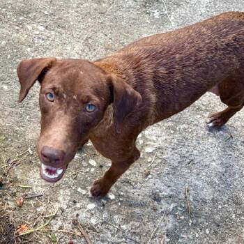 Carambola -  Labrador Retriever and Mixed Breed Dog for Adoption in Falls Church, Virginia - Carambola | PetCurious