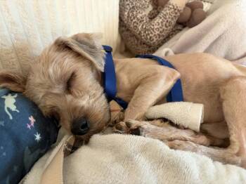 Shih Tzu Dogs Available for Adoption in Hagerstown, Maryland - WALKMAN | PetCurious