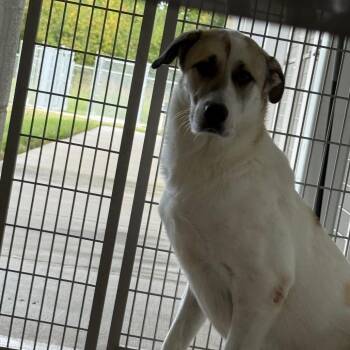 Summer -  Great Pyrenees Dog for Adoption in Horn Lake, Mississippi - Summer | PetCurious