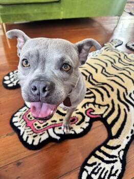 American Bully Dogs Available for Adoption in New Orleans, Louisiana - Goblina | PetCurious