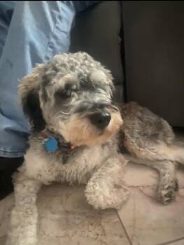 Rocky -  Miniature Schnauzer Dog for Adoption in Las Vegas, Nevada - Rocky | PetCurious