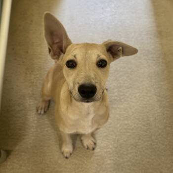 Rescue Mixed Breed Dogs for Adoption in Leesburg, Florida - Pandora | PetCurious