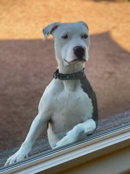 Rescue Dalmatian and Pit Bull Terrier Dogs for Adoption in Mesa, Arizona - CJ | PetCurious