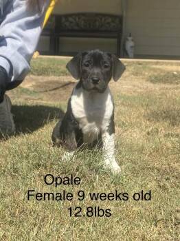 Oaple -  Boxer and Labrador Retriever Dog for Adoption in Norfolk, Massachusetts - Oaple | PetCurious