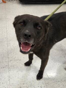 Bear -  German Shepherd Dog Dog for Adoption in Mustang, Oklahoma - Bear | PetCurious