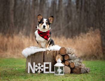 Pembroke Welsh Corgi Dogs Available for Adoption - Wisky | PetCurious