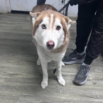 Husky Dogs Available for Adoption in Summerville, South Carolina - Sadie | PetCurious